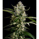 SERIOUS SEEDS - SERIOSA FEM - 6 SEEDS