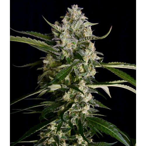 SERIOUS SEEDS - SERIOSA FEM - 6 SEEDS
