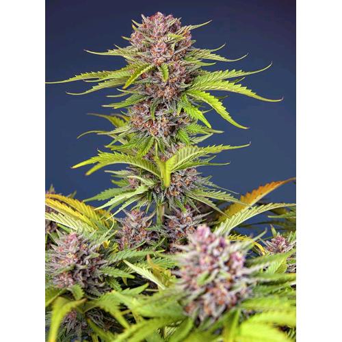 SWEET SEEDS - MIMOSA BRUCE BANNER XL AUTO - 100 SEEDS