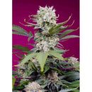 SWEET SEEDS - SWEET MANDARINE ZKITTLEZ XL AUTO - 100 SEEDS