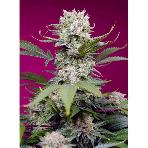 SWEET SEEDS - SWEET MANDARINE ZKITTLEZ XL AUTO - 3+1 SEEDS