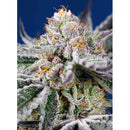 SWEET SEEDS - ORANGE APRICOT GLUE XL AUTO - 100 SEEDS