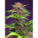 SWEET SEEDS - RED MIMOSA XL AUTO - BULK 100 SEEDS
