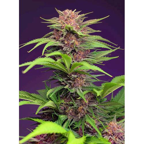 SWEET SEEDS - RED MIMOSA XL AUTO - 3+1 SEMI