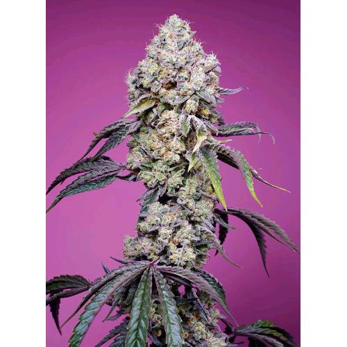 SWEET SEEDS - SWEET MANDARINE ZKITTLEZ FEM - F1 FAST VERSION - 3+1 SEEDS