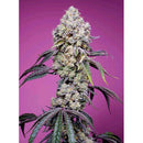 SWEET SEEDS - SWEET MANDARINE ZKITTLEZ FEM - F1 FAST VERSION - 5+2 SEEDS