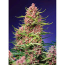 SWEET SEEDS - STRAWBERRY COLA SHERBET FEM - F1 FAST VERSION - 3+1 SEEDS