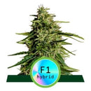 ROYAL QUEEN SEEDS - F1 HYBRIDS - MILKY WAY F1 AUTO - 3 SEEDS
