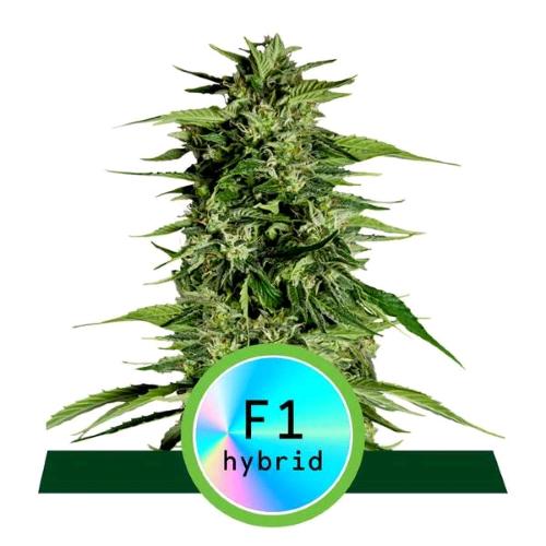 ROYAL QUEEN SEEDS - F1 HYBRIDS - HYPERION F1 AUTO - 10 SEEDS