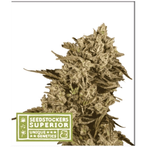 SEED STOCKERS - APOLLO BLACK CHERRY FEM - 3 SEEDS