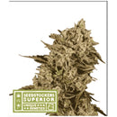 SEED STOCKERS - APOLLO BLACK CHERRY FEM - 5 SEEDS