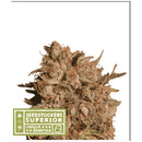 SEED STOCKERS - APOLLO BLACK CHERRY AUTO - 3 SEEDS