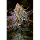 SERIOUS SEEDS - SERIOTICA FEM - 6 SEEDS