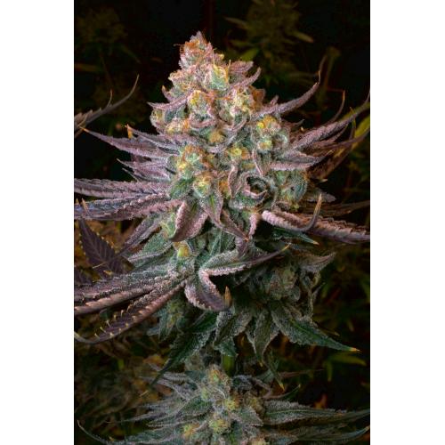 SERIOUS SEEDS - SERIOTICA FEM - 6 SEEDS