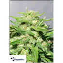 TERPETHIC - BASKET FRUIT XL AUTO - 3 SEEDS