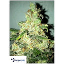 TERPETHIC - ROCKETS COOKIES FEM - FAST VERSION - 3 SEEDS