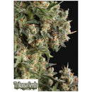 TRIKOMA SEEDS - AK 74 AUTO - 5 SEEDS