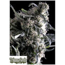 TRIKOMA SEEDS - AL TIRO AUTO - 5 SEEDS