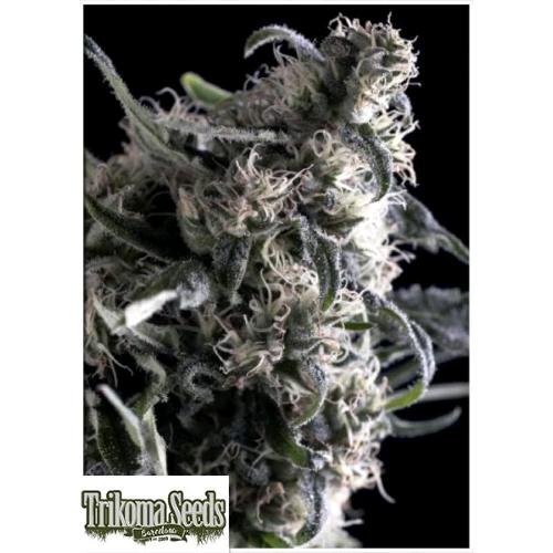 TRIKOMA SEEDS - AL TIRO AUTO - 5 SEEDS