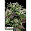 TRIKOMA SEEDS - AUTO BLUE BERRY - 5 SEEDS