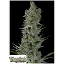 TRIKOMA SEEDS - CRITICAL PLUS AUTO - 5 SEEDS