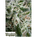 TRIKOMA SEEDS - JACK HERER AUTO - 5 SEEDS
