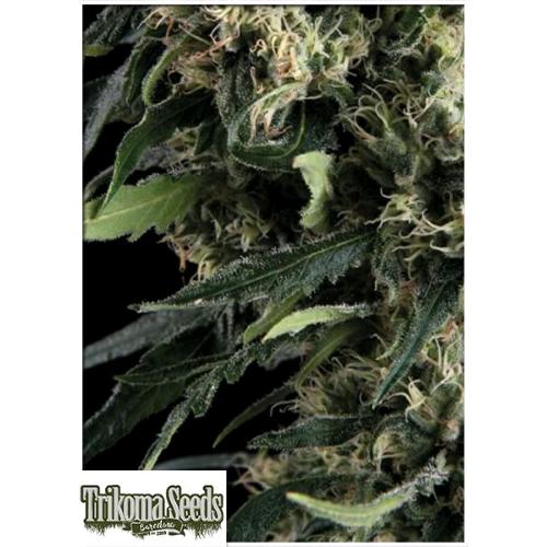 TRIKOMA SEEDS - NORTHERN LIGHTS AUTO - 5 SEEDS