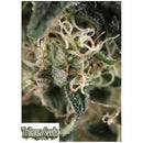TRIKOMA SEEDS - TOTAL CHEESE AUTO - 5 SEEDS