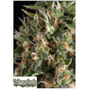 TRIKOMA SEEDS - WENDY AUTO - 5 SEEDS