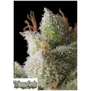 TRIKOMA SEEDS - WHITE WIDOW AUTO - 5 SEEDS