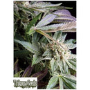 TRIKOMA SEEDS - BLUE BERRY FEM - 5 SEEDS