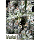 TRIKOMA SEEDS - BOCA NEGRA FEM - 5 SEEDS