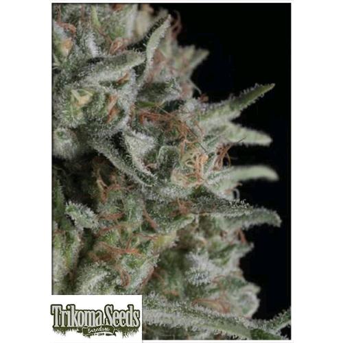 TRIKOMA SEEDS - CRITICAL PLUS FEM - 100 SEEDS