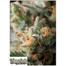 TRIKOMA SEEDS - JACK HERER - 5 SEEDS