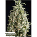 TRIKOMA SEEDS - MALAQUERIDA FEM - 5 SEEDS