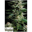 TRIKOMA SEEDS - PATAGONIA FEM - 5 SEEDS