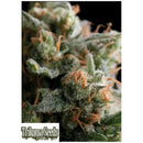 TRIKOMA SEEDS - SATAN'S BRIDE FEM - 5 SEEDS