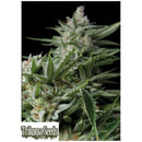 TRIKOMA SEEDS - SWEET MADNESS FEM - 5 SEEDS