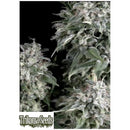 TRIKOMA SEEDS - WHITE WIDOW FEM - 5 SEEDS