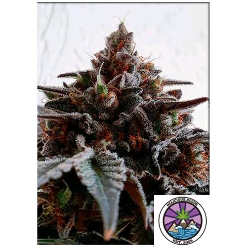 DELICIOUS SEEDS - GOLOSA FEM - 1 SEED