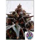 DELICIOUS SEEDS - GOLOSA FEM - 10 SEEDS