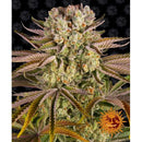 BARNEY'S FARM - PINEAPPLE EXPRESS -10 SEEDS