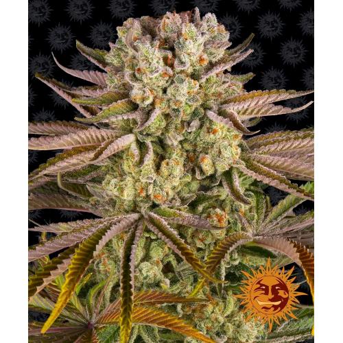 BARNEY'S FARM - PINEAPPLE EXPRESS - 3 SEEDS