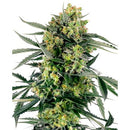 SENSI SEEDS - BLUEBERRY ZKITTLEZ AUTO - 10 SEEDS