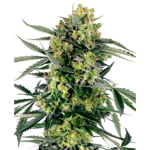 SENSI SEEDS - BLUEBERRY ZKITTLEZ AUTO - 5 SEEDS