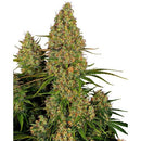 SENSI SEEDS - STICKY ORANGE XXL AUTO - 10 SEEDS