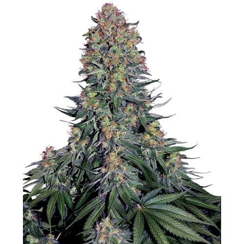 SENSI SEEDS - BLUE SKUNK FEM - 5 SEEDS