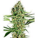 SENSI SEEDS - CRITICAL RUNTZ FEM - 3 SEEDS