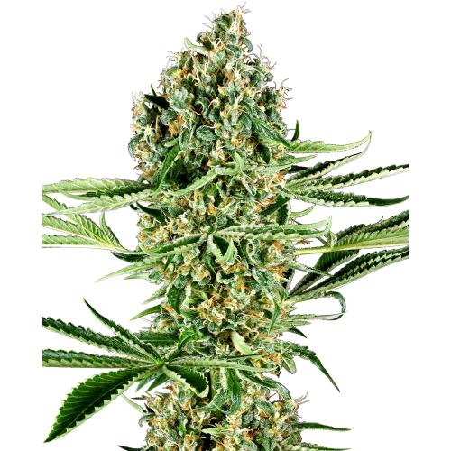 SENSI SEEDS - CRITICAL RUNTZ FEM - 3 SEEDS