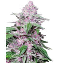 SENSI SEEDS - PURPLE COOKIE KUSH FEM - 3 SEEDS